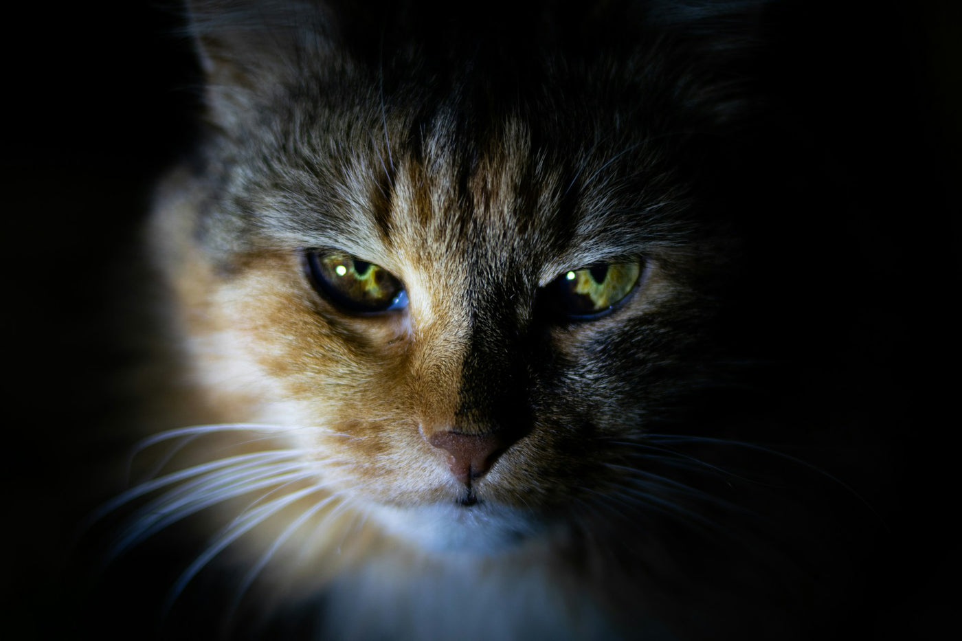 Cats