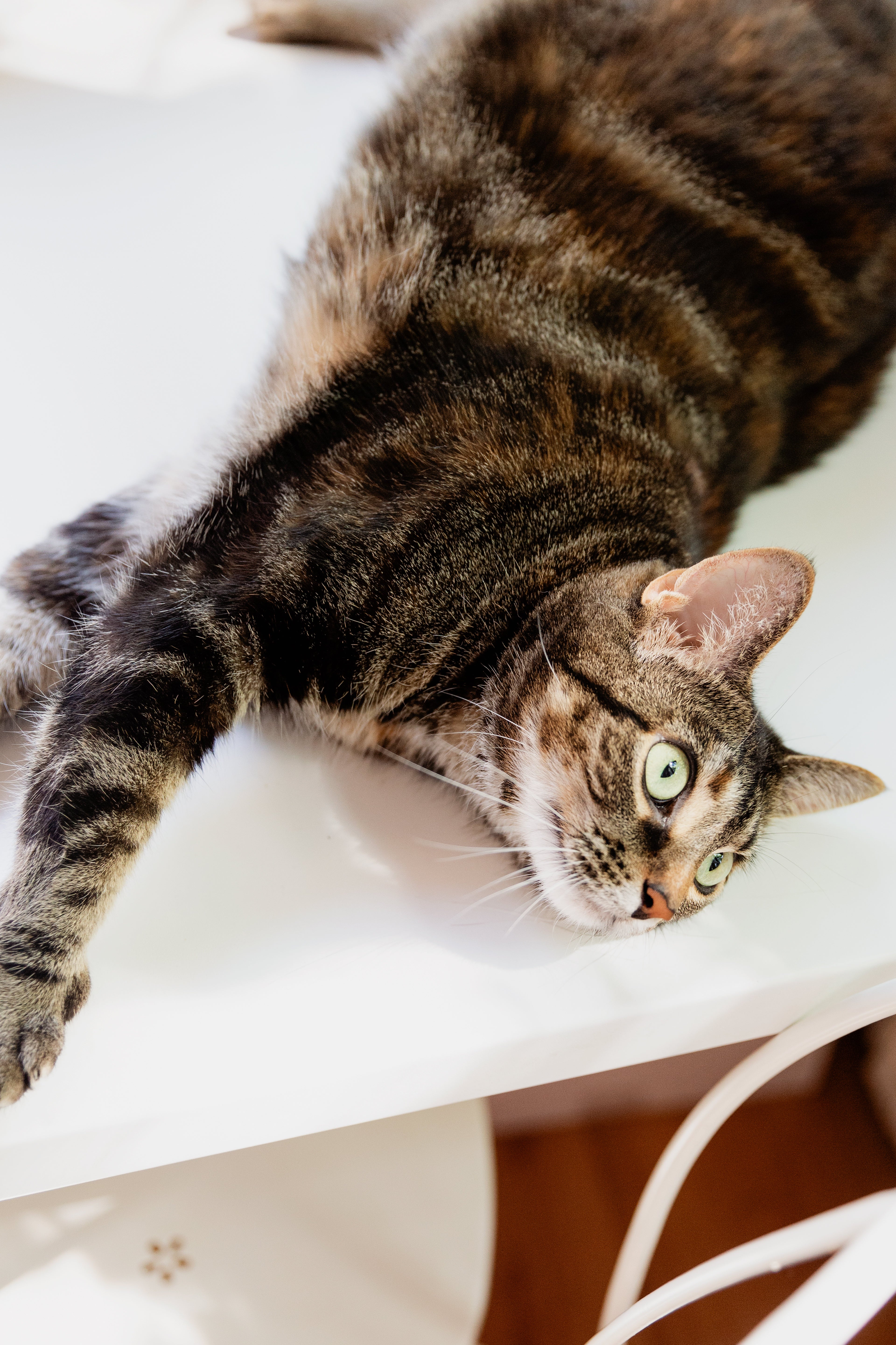USB Rechargeable Interactive Flapping Bird Cat Toy — lifestyle photo
