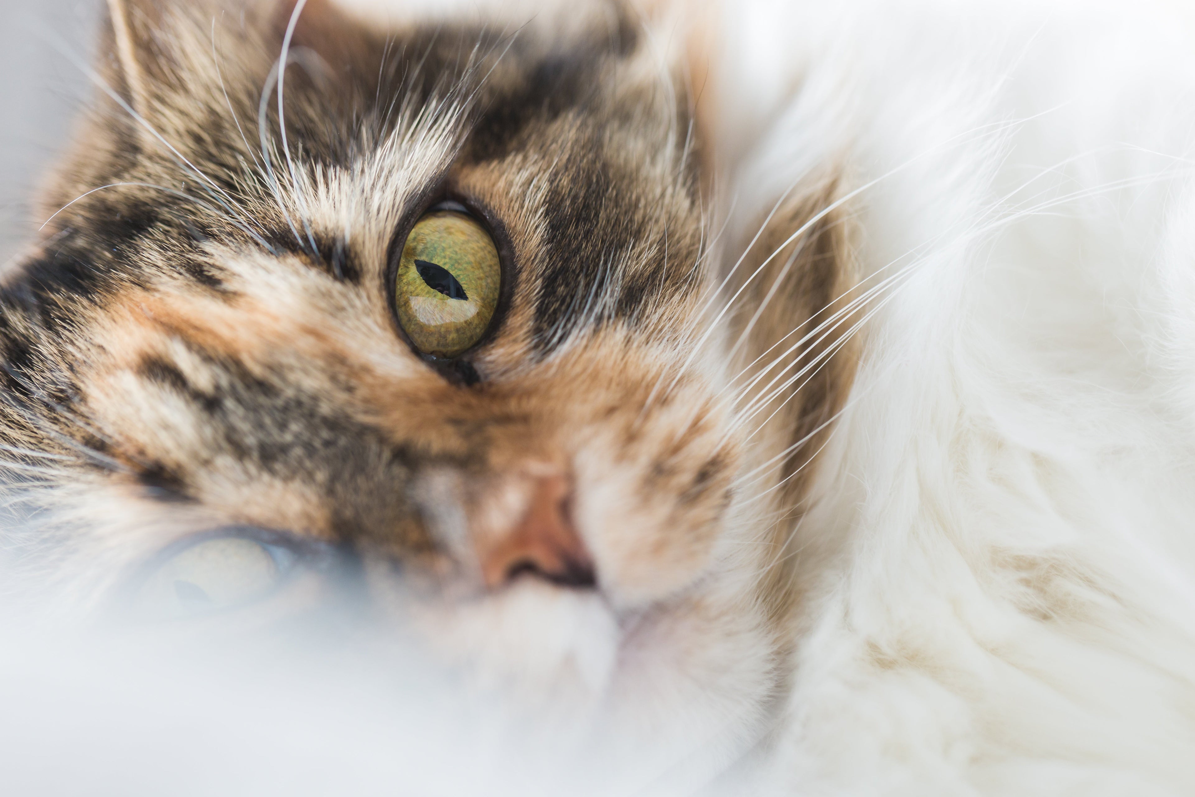 The Clean Step - XL Cat Litter Mat — lifestyle photo