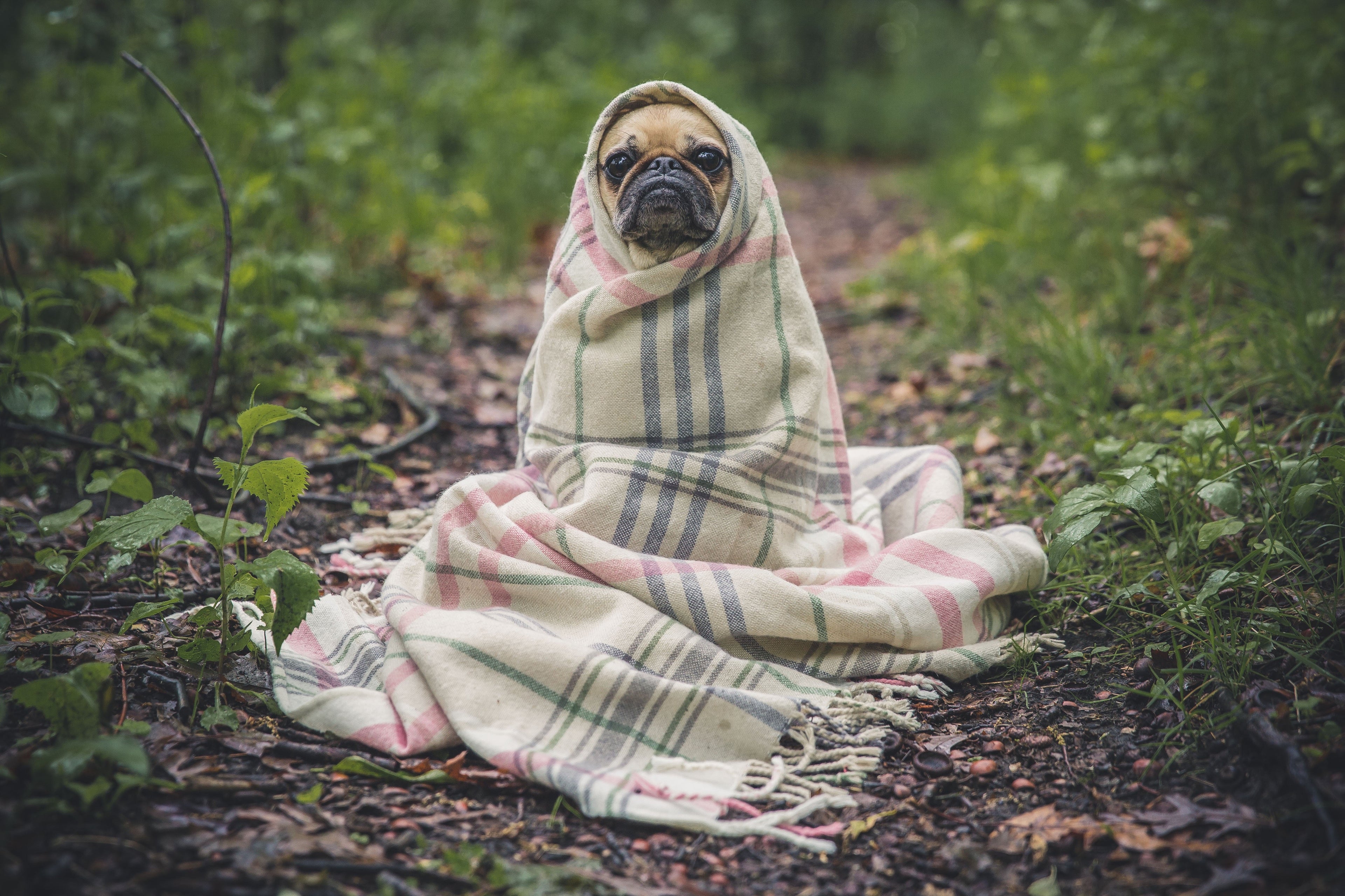 Dog snuggled in a soft blanket — calm posture