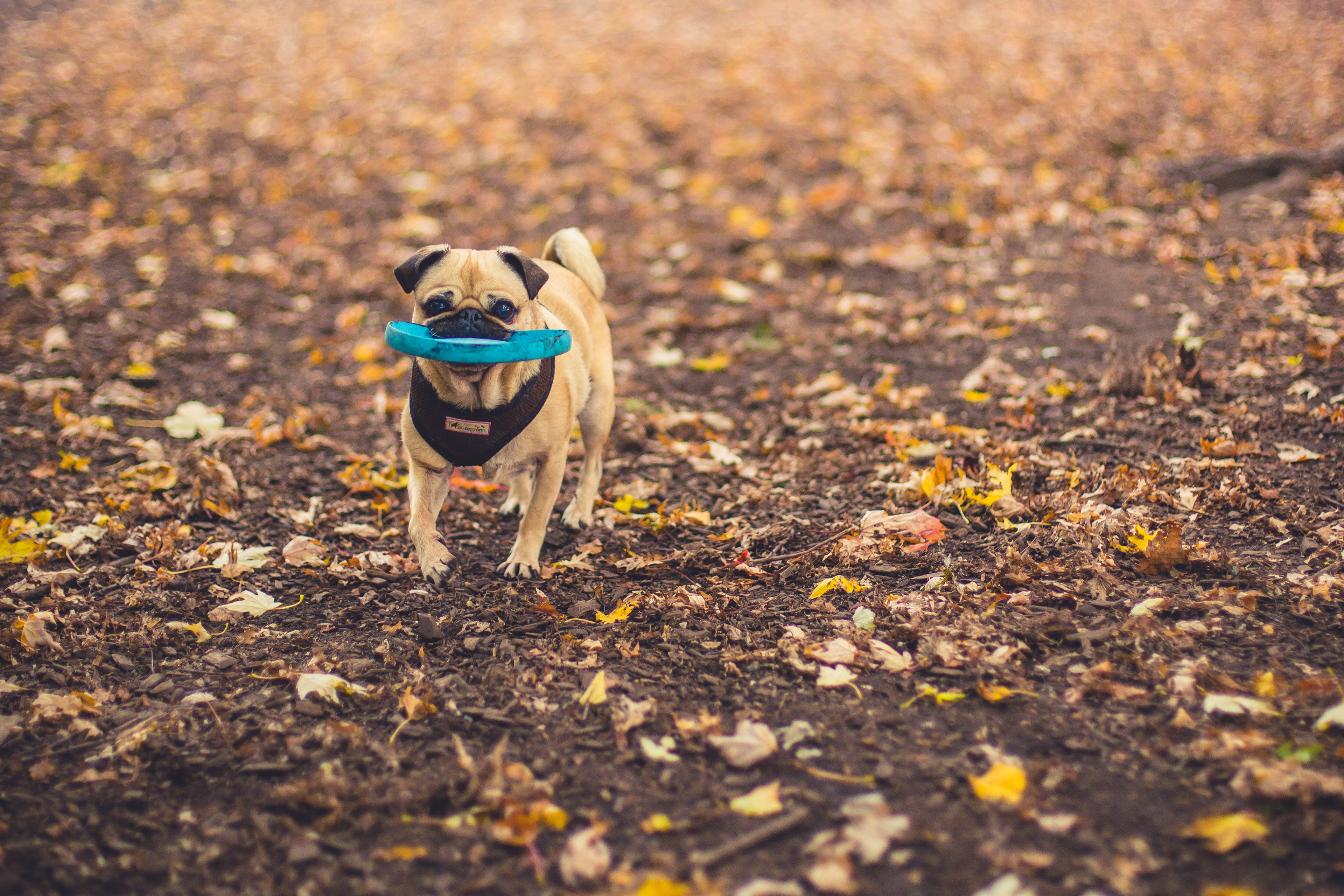 Puller Ring - High-Energy Dog Fetch Toy — lifestyle photo