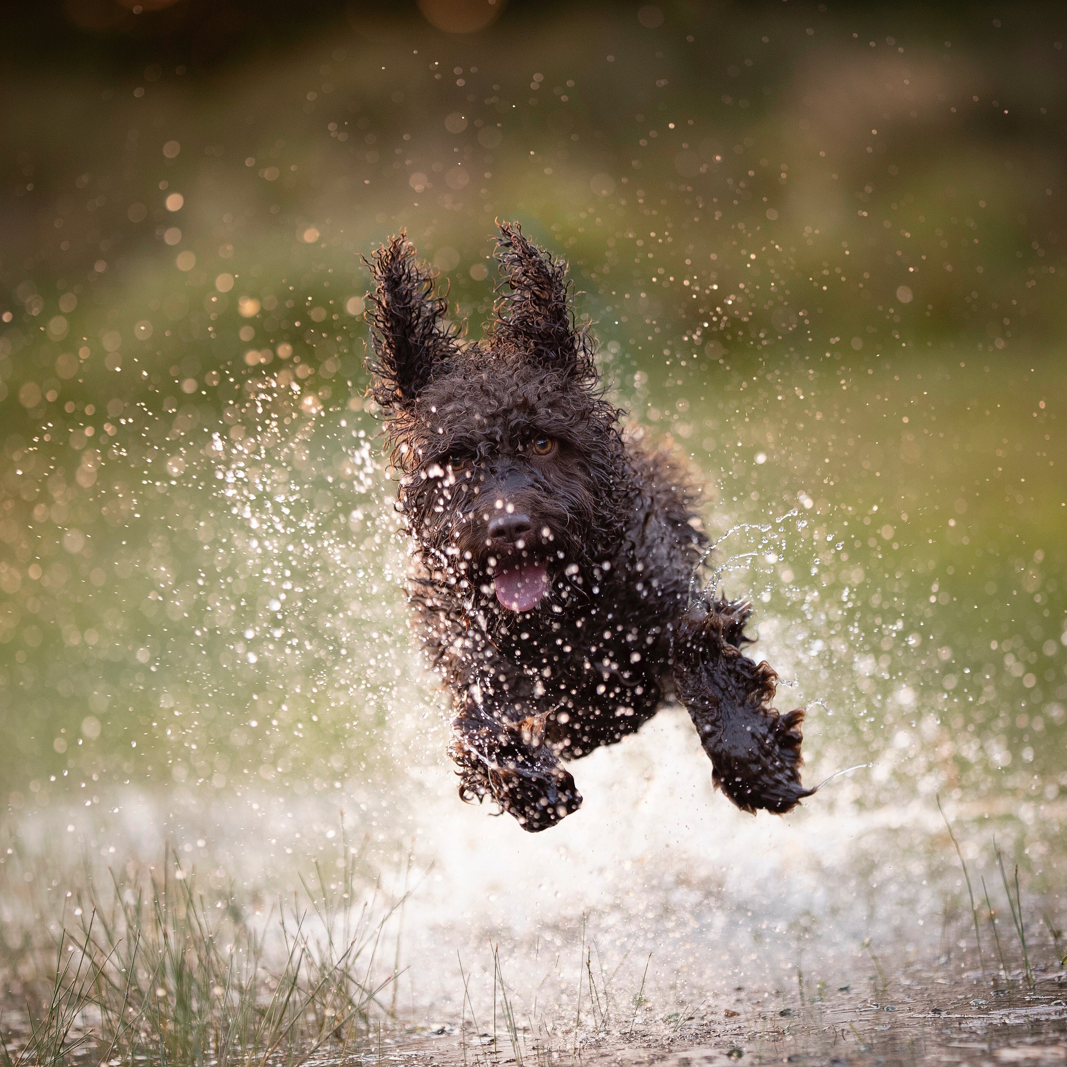 Dog running through wet terrain — anti-slip booties