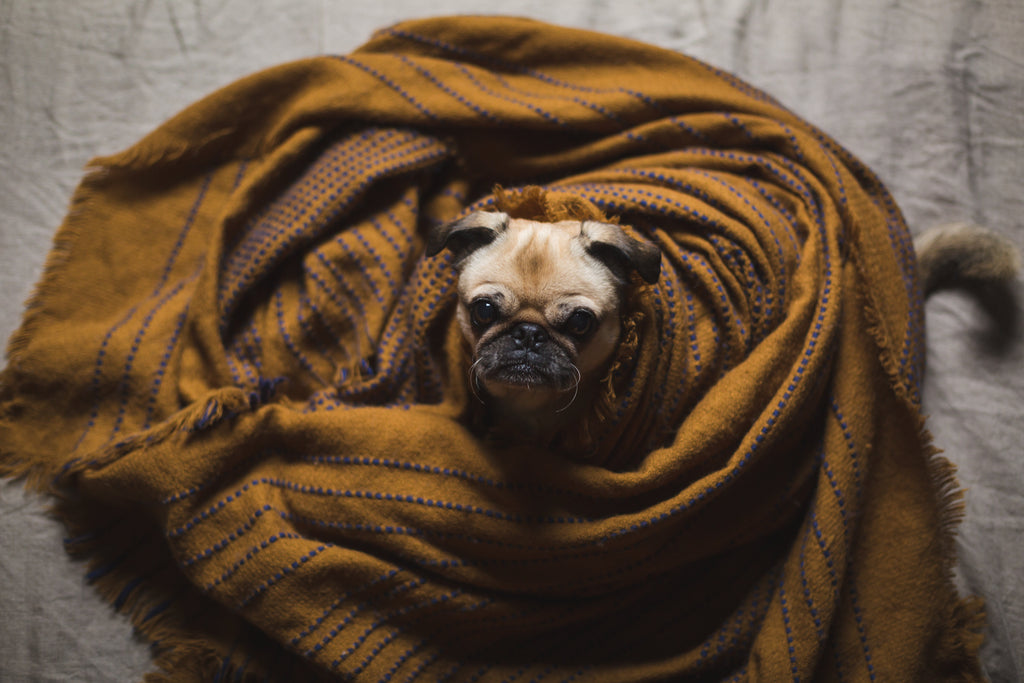 Cloud Cuddler Plush Pet Bed — lifestyle photo
