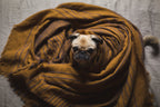 Cloud Cuddler Plush Pet Bed — lifestyle photo