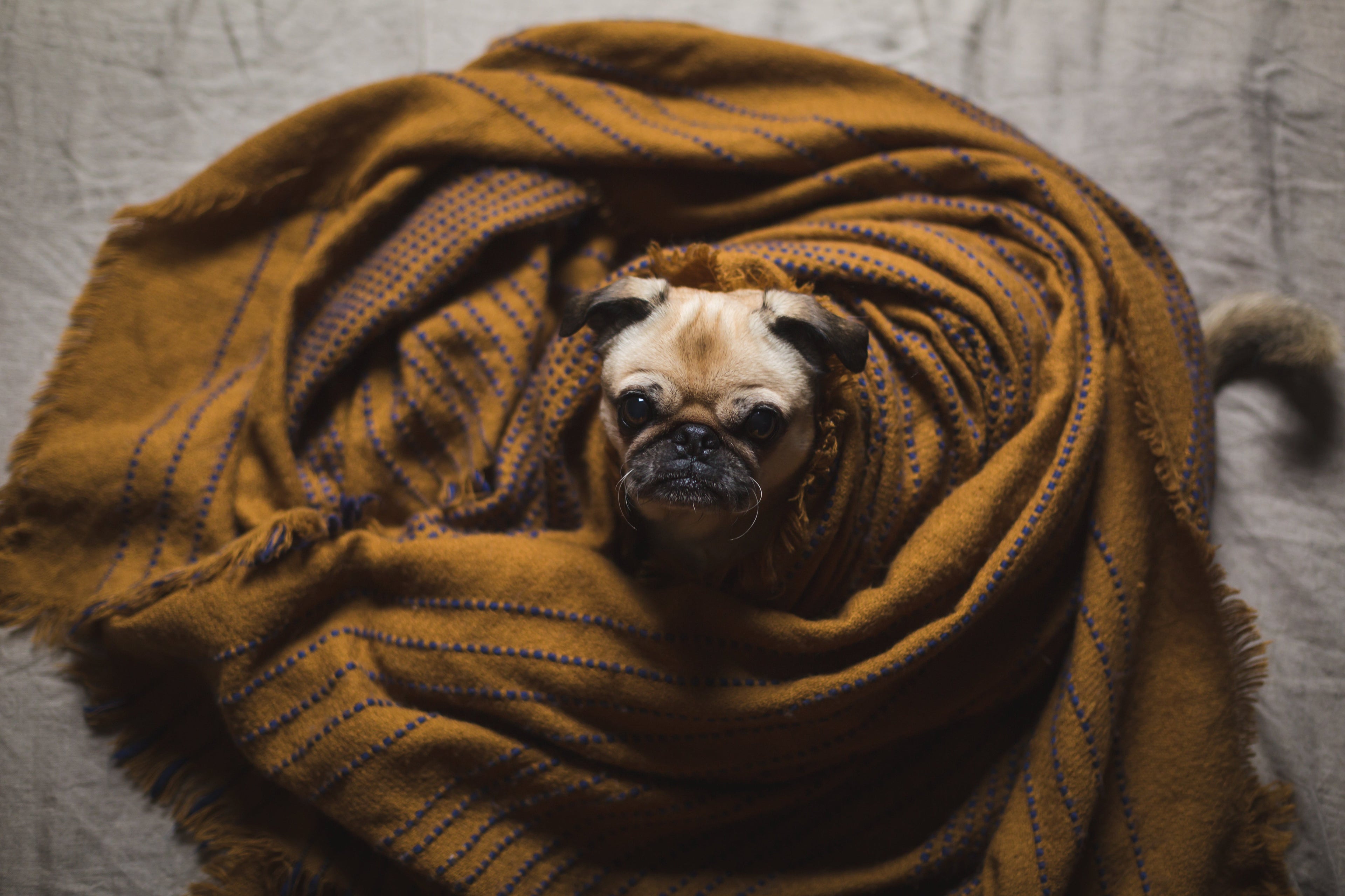 Anxious dog wrapped in cozy fabric for calm