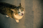 Auto-Pilot Laser - Interactive Cat Toy — lifestyle photo