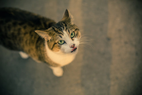 Auto-Pilot Laser - Interactive Cat Toy — lifestyle photo