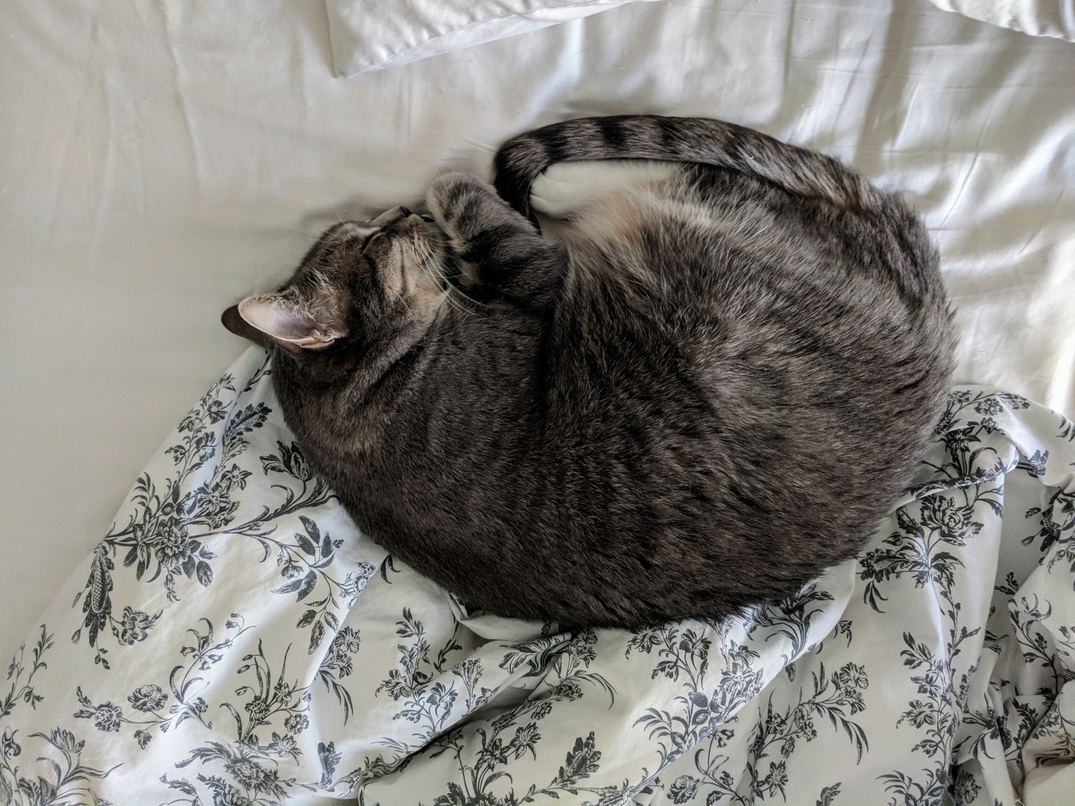The Eggshell Cat Cave - Felted Hideaway Bed — lifestyle photo