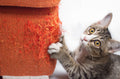 Kitten with paws on a cardboard scratching surface