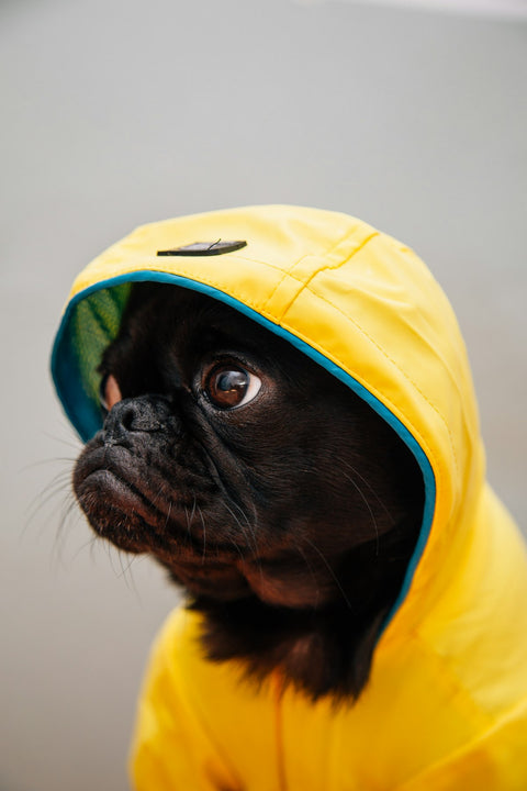 The Drizzle Coat — Waterproof Dog Raincoat