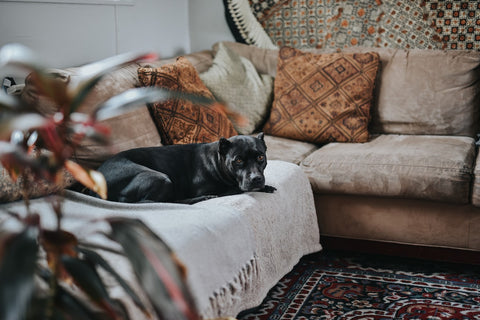 The Calm Wrap — Anxiety-Soothing Dog Vest