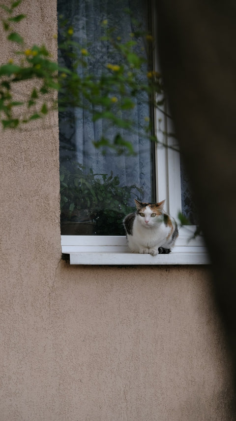 The Sunbeam Perch — No-Drill Window Cat Bed