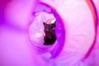 Cat peeking playfully through a colorful tunnel toy