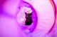The Hideout — 3-Way Cat Play Tunnel