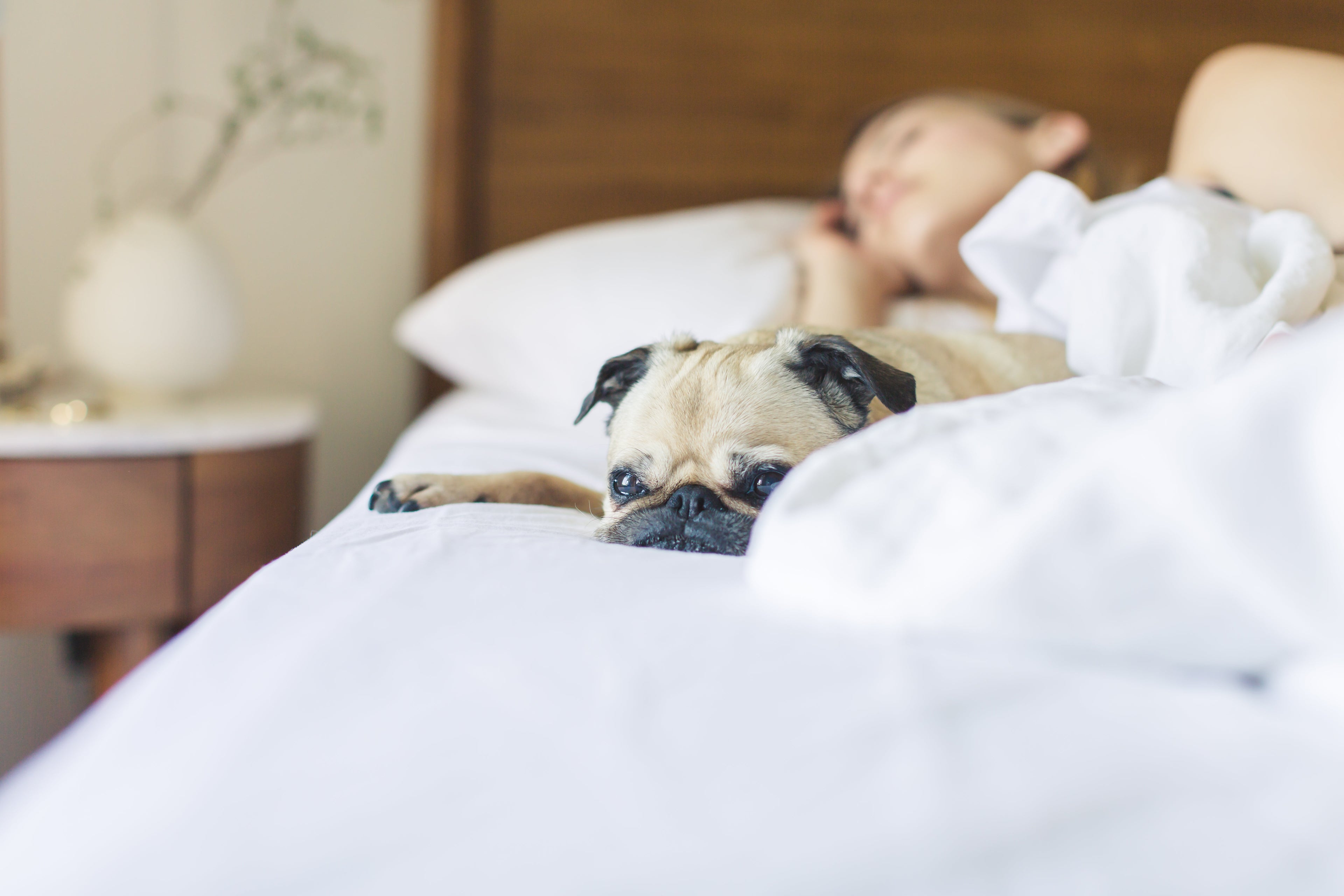 The Plush Hideaway - Semi-Enclosed Cat & Small Dog Bed — lifestyle photo