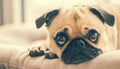 Pug puppy resting on cozy pet bed beside foldable pet stairs