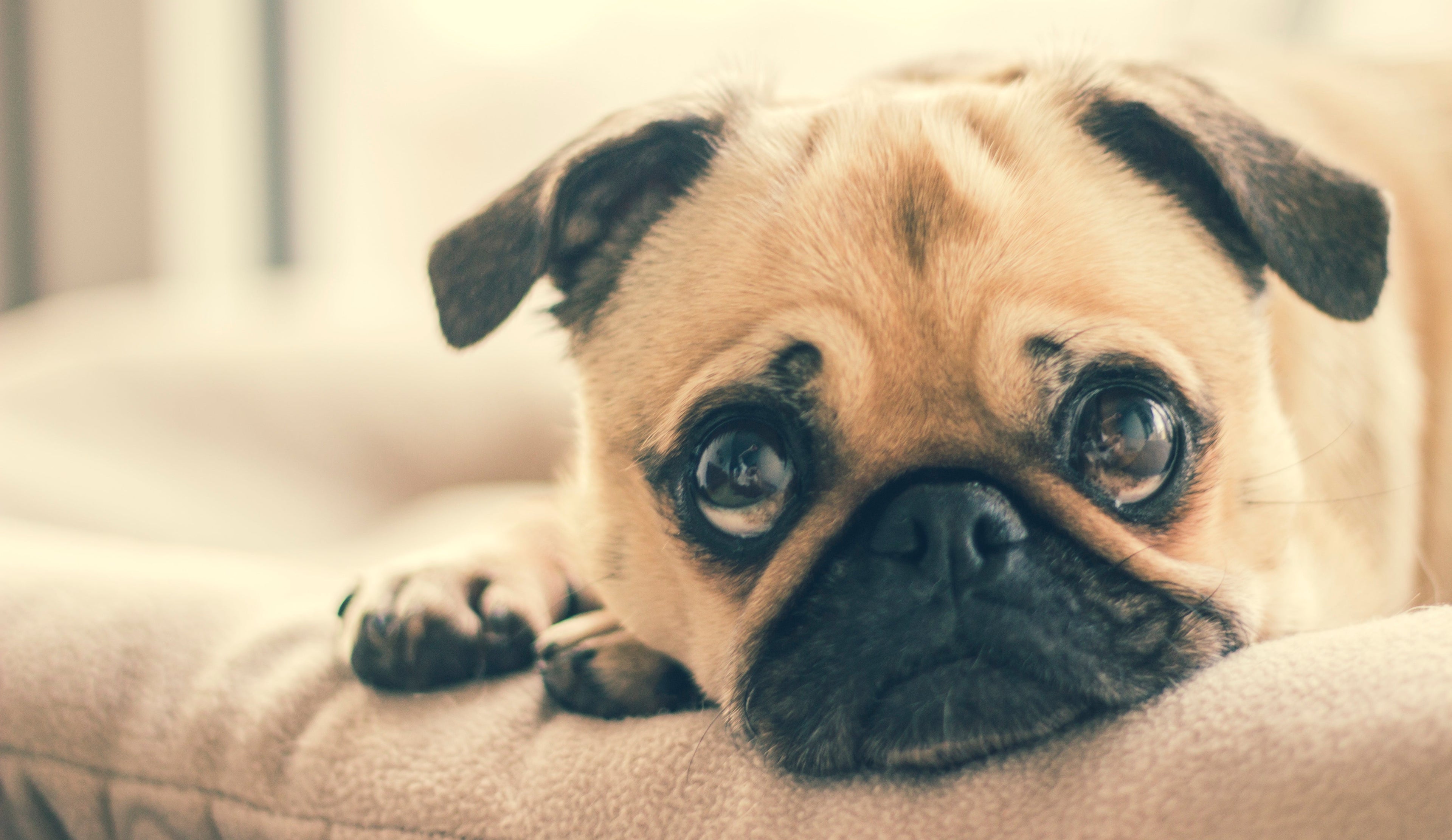 Pug puppy resting on cozy pet bed beside foldable pet stairs