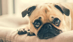 The Calm Bedroom - Donut Nap Bed, Plush Hideaway & Cloud Cuddler — lifestyle detail (5)