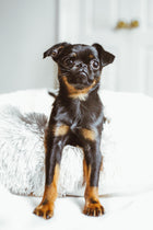 The Donut Nest — Ultra-Plush Cat & Dog Hideout Bed — lifestyle photo