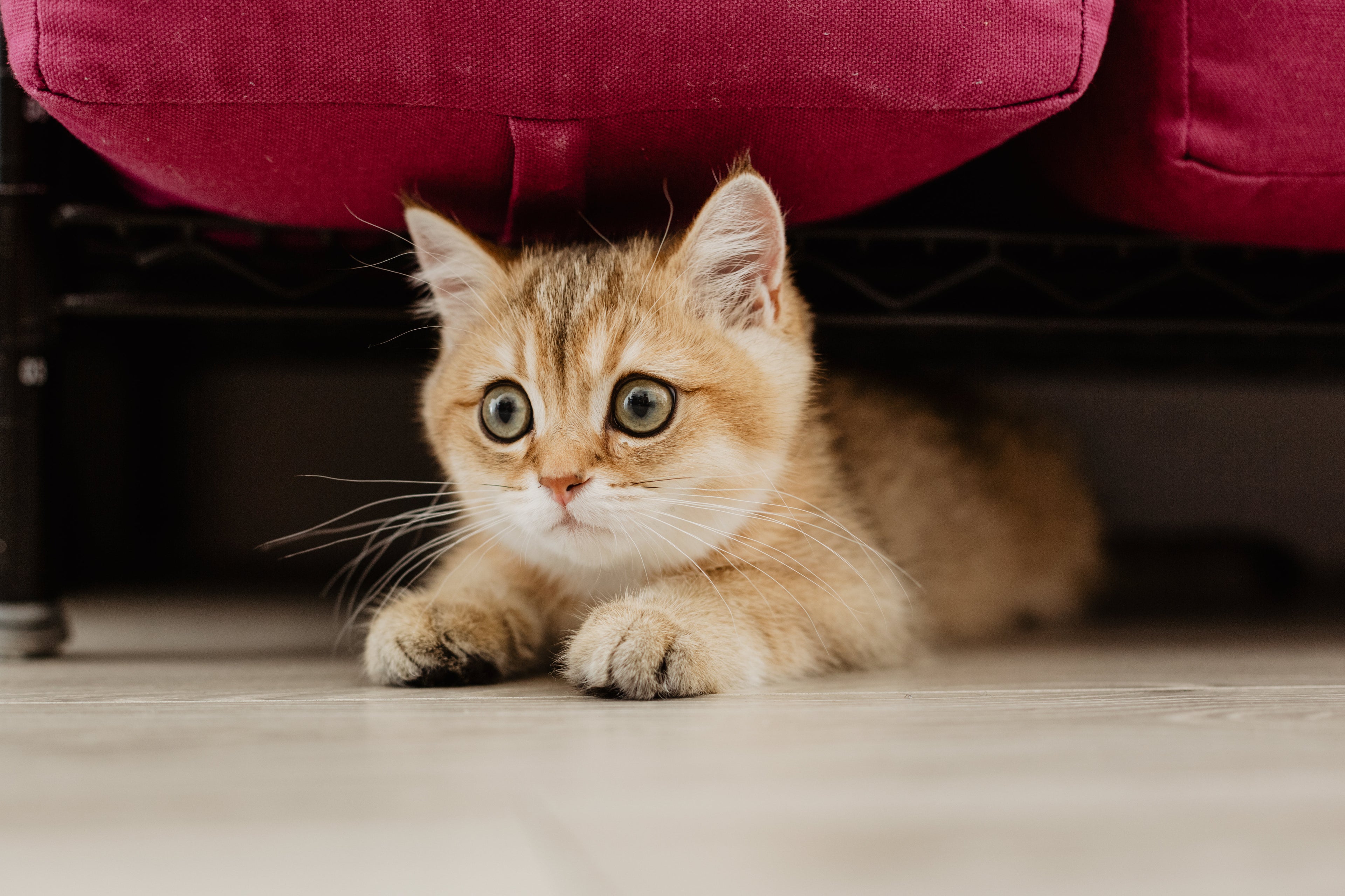The Plush Hideaway - Semi-Enclosed Cat & Small Dog Bed — primary product image